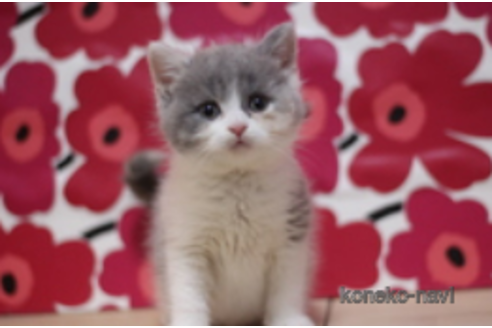 成約済の東京都のスコティッシュフォールド-74024